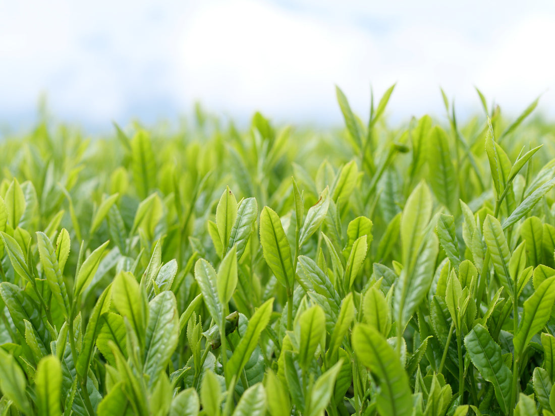 Is Matcha Healthy? Benefits, Caffeine & What to Know