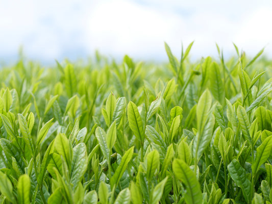 Is Matcha Healthy?  - Benefits Rooted in Japanese Tradition -