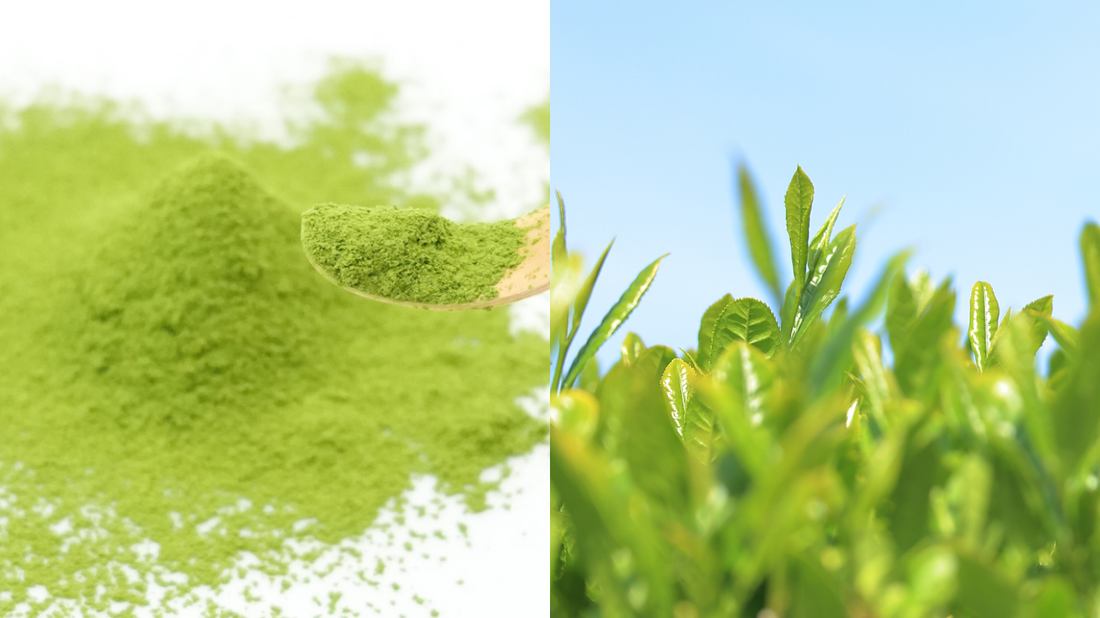Organic Matcha Explained: Why JAS Certification Matters