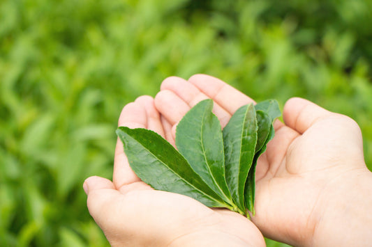 Organic vs Conventional Matcha: How Farming Shapes Flavour