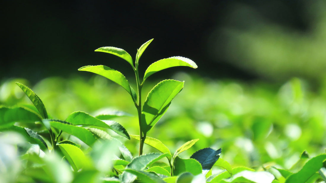 Why First Harvest Matcha Tastes Different — A Scientific Perspective