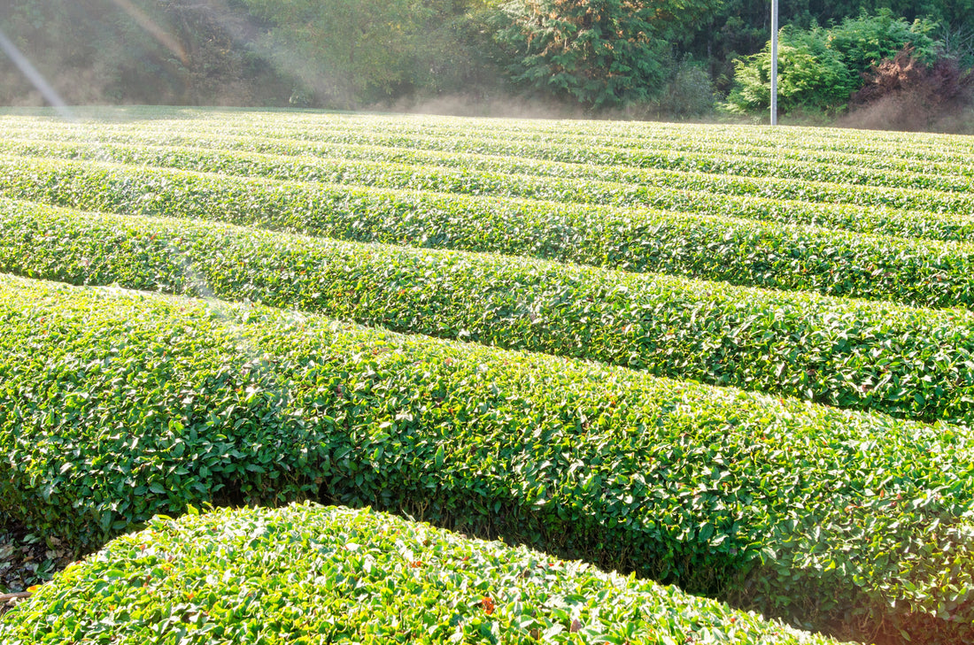 JAS and BioGro: Understanding Organic Certification in New Zealand