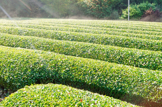 JAS and BioGro: Understanding Organic Certification in New Zealand