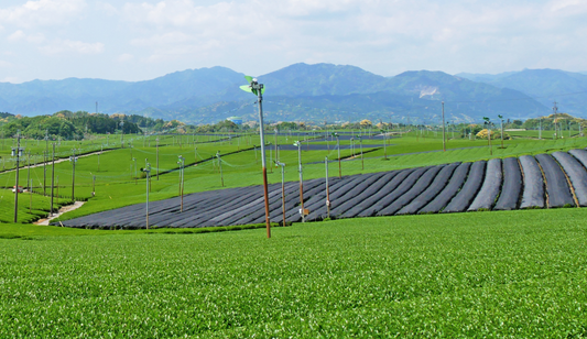 organic matcha tea field shaded cultivation Japan