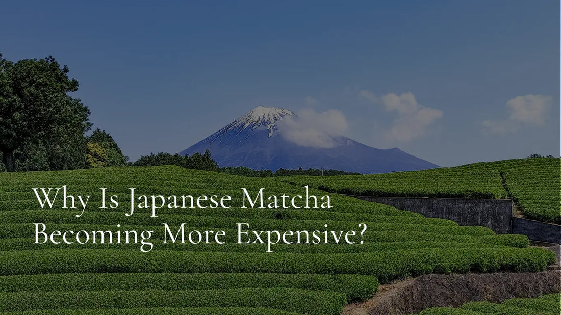 Fresh first harvest tea leaves growing in a Japanese tea field during the spring harvest.
