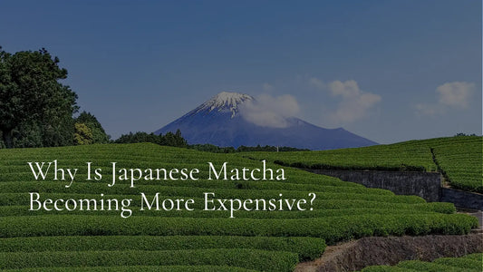 Fresh first harvest tea leaves growing in a Japanese tea field during the spring harvest.